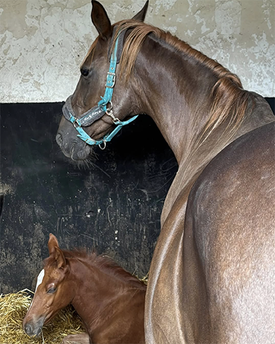 Decoifelai et son poulain